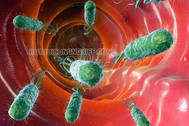 Vi khuẩn E coli gây bệnh gì? Triệu chứng và cách chữa trị