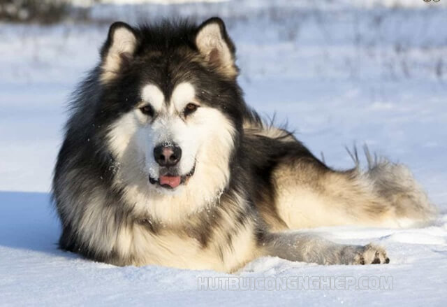 Chó Alaska giá bao nhiêu tiền?