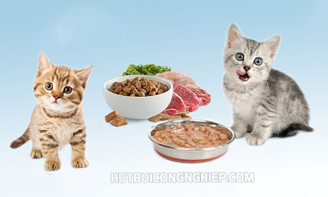 Chế độ dinh dưỡng của mèo munchkin chân ngắn