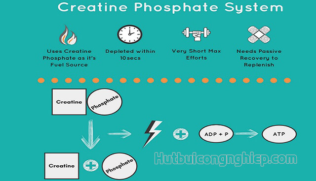 Hệ năng lượng Phosphagen